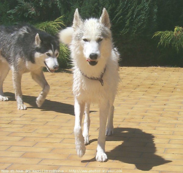 Photo de Husky siberien