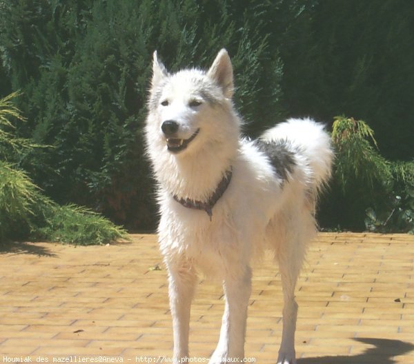 Photo de Husky siberien