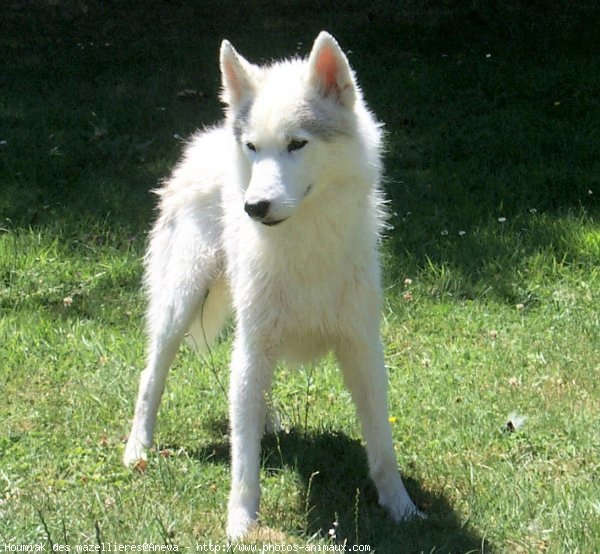 Photo de Husky siberien