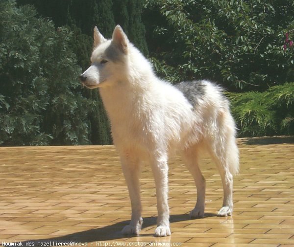 Photo de Husky siberien