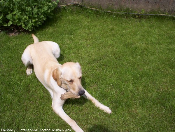 Photo de Labrador retriever