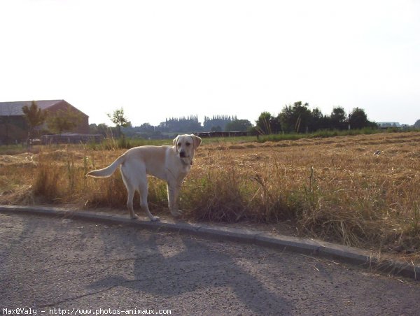 Photo de Labrador retriever