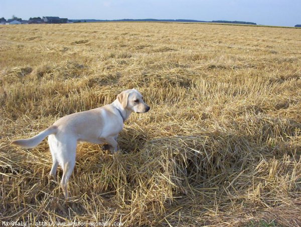 Photo de Labrador retriever