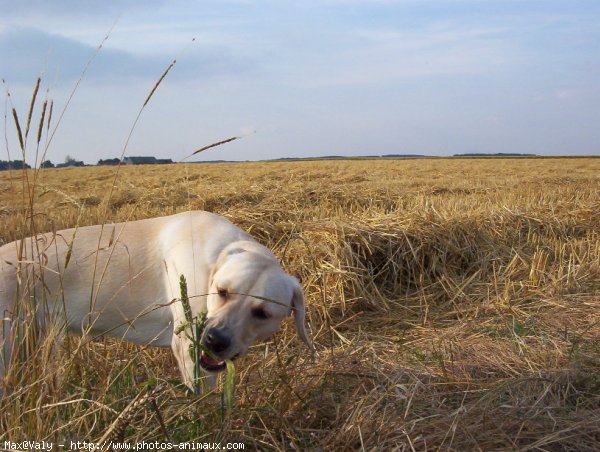 Photo de Labrador retriever