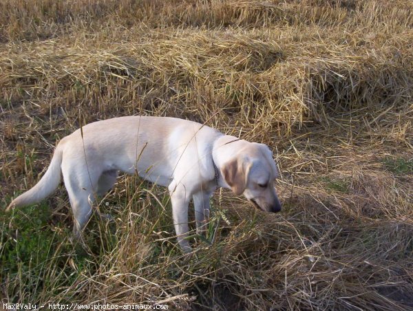 Photo de Labrador retriever