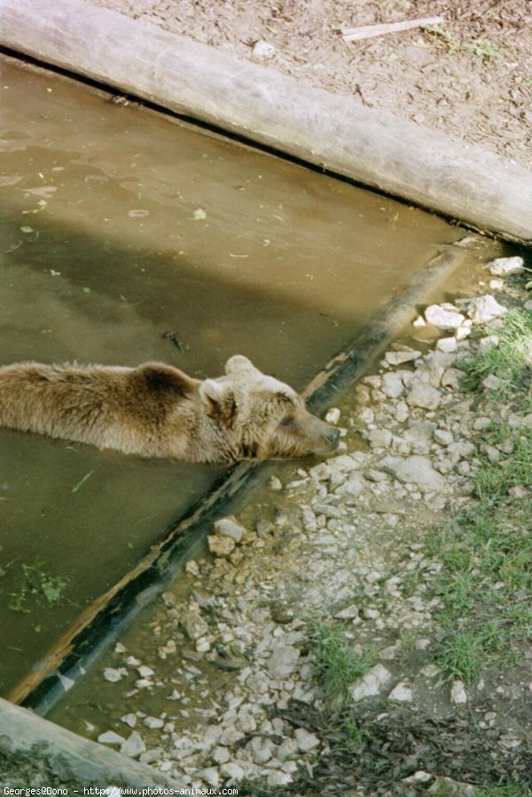 Photo d'Ours