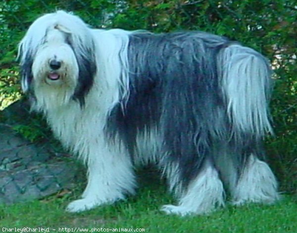 Photo de Bearded collie