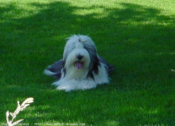 Photo de Bearded collie