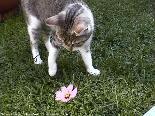 Photo de Chat domestique