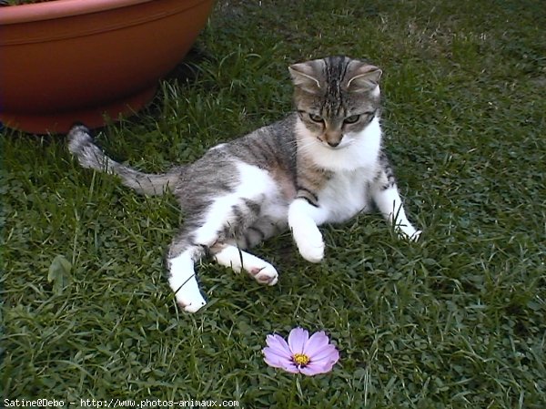 Photo de Chat domestique