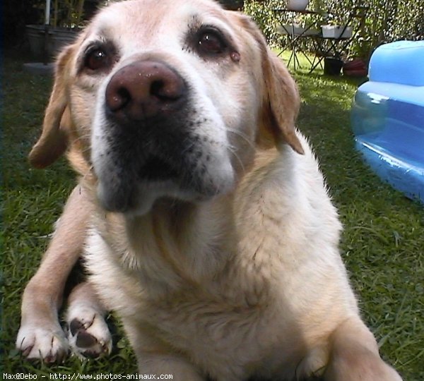 Photo de Labrador retriever