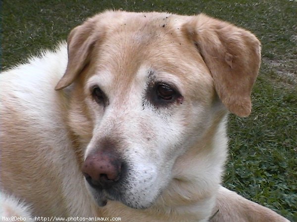 Photo de Labrador retriever