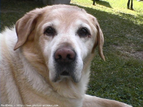 Photo de Labrador retriever