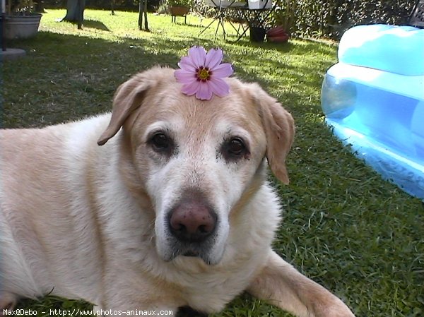 Photo de Labrador retriever