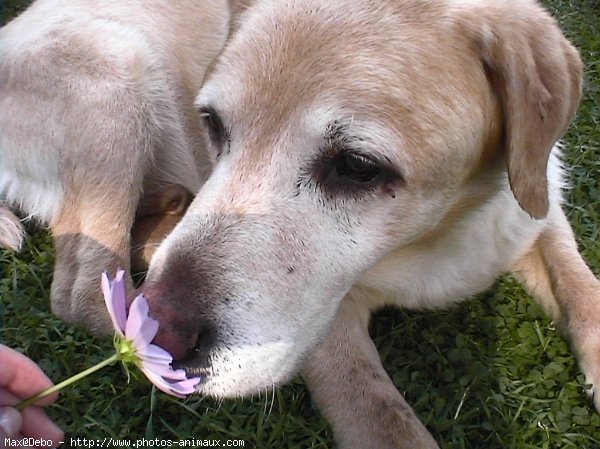 Photo de Labrador retriever