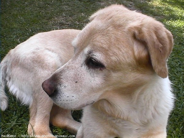 Photo de Labrador retriever