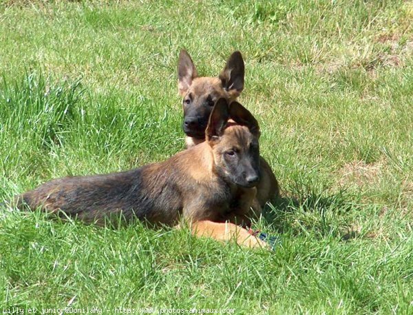 Photo de Berger belge malinois