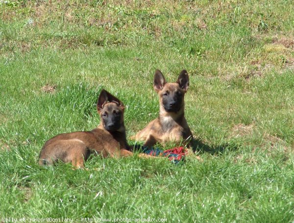 Photo de Berger belge malinois