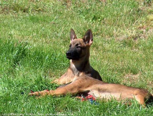 Photo de Berger belge malinois