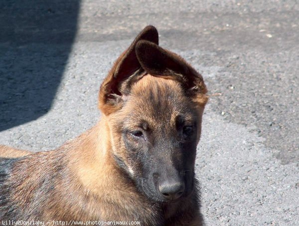 Photo de Berger belge malinois