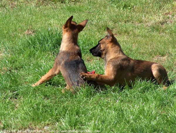 Photo de Berger belge malinois