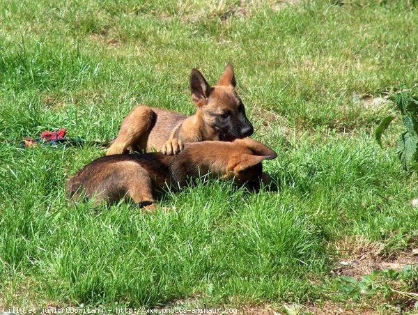 Photo de Berger belge malinois