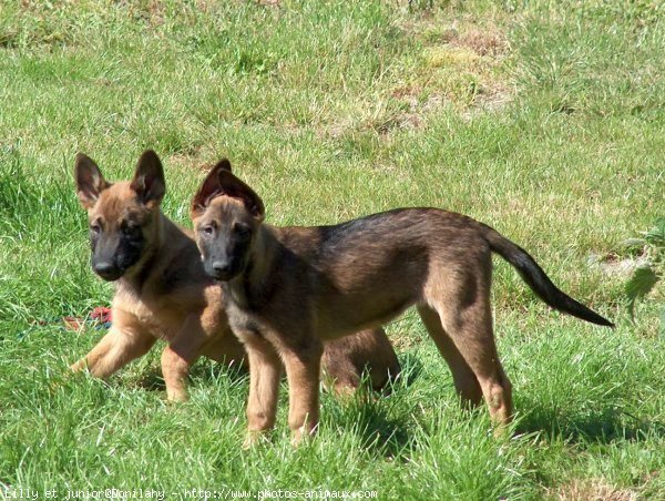 Photo de Berger belge malinois