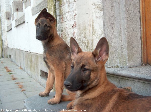 Photo de Berger belge malinois