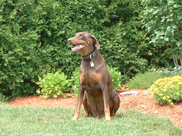 Photo de Dobermann