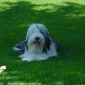 Photo de Bearded collie