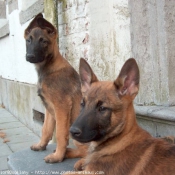 Photo de Berger belge malinois