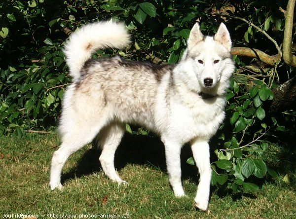 Photo de Husky siberien