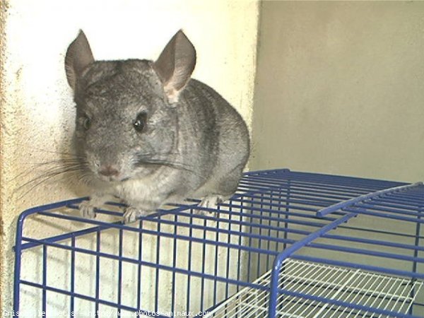 Photo de Chinchilla