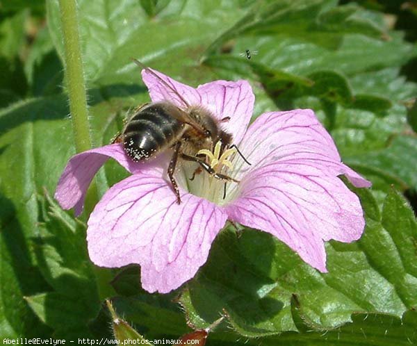 Photo d'Abeille