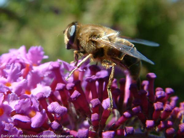 Photo d'Abeille