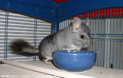 Photo de Chinchilla