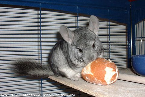 Photo de Chinchilla