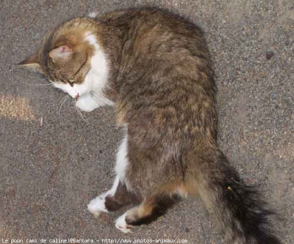 Photo de Chat domestique