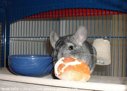 Photo de Chinchilla