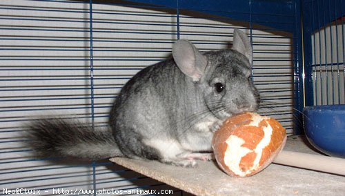 Photo de Chinchilla