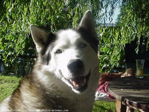 Photo de Husky siberien