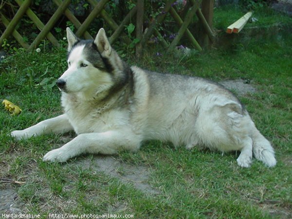 Photo de Husky siberien