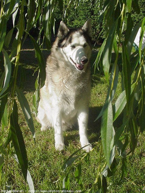 Photo de Husky siberien