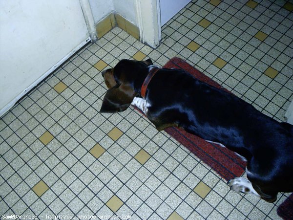 Photo de Basset hound