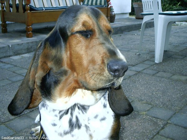 Photo de Basset hound