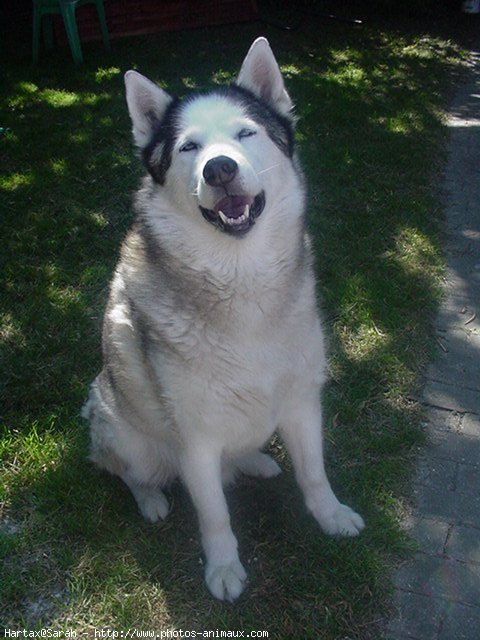 Photo de Husky siberien