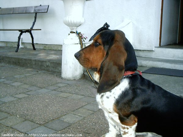 Photo de Basset hound