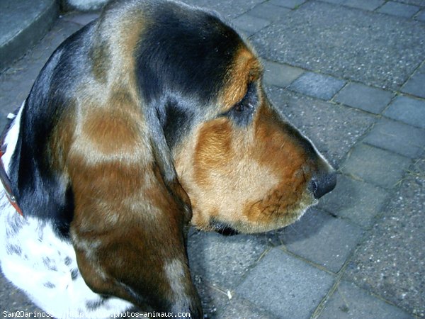 Photo de Basset hound