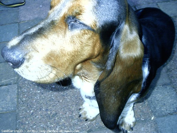 Photo de Basset hound