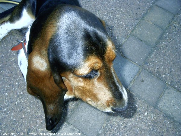 Photo de Basset hound